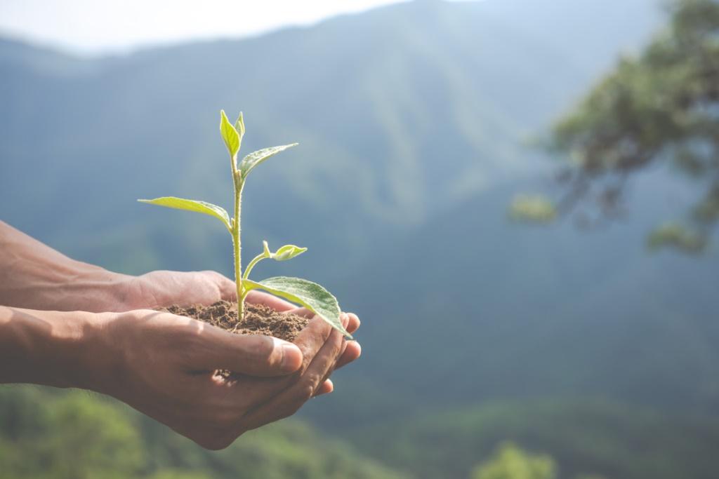 Tree Planting: Cultivating a Greener Future